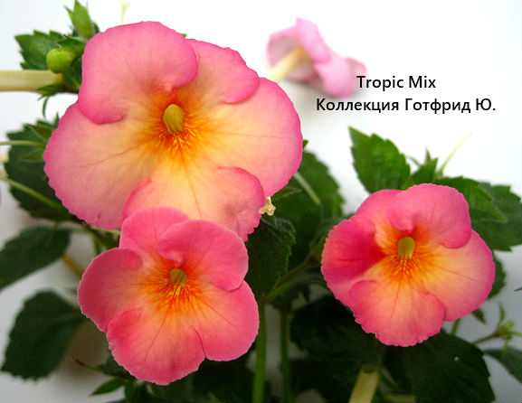  Tropic Mix 