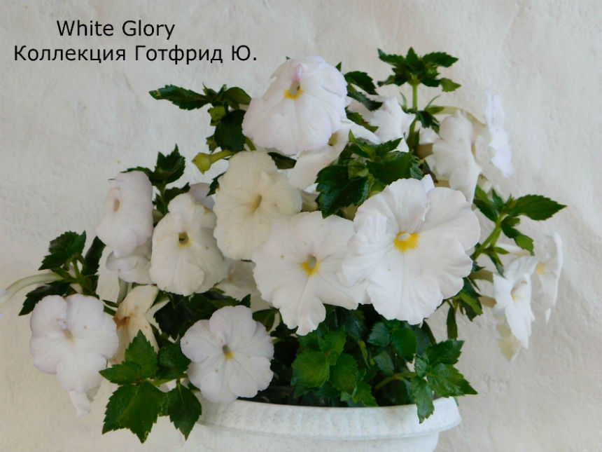   White Glory 