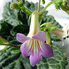Фиалка sp. liboensis f. variegate