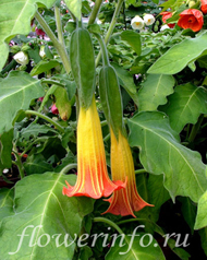  Brugmansia cordata 