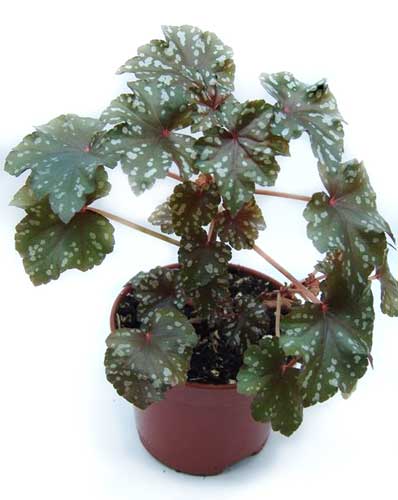  Begonia homonyma 