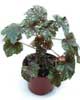  Begonia homonyma