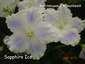 Фиалка Sapphire Ice