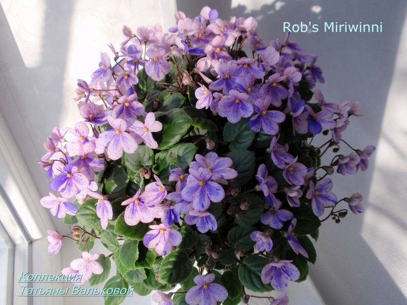  Rob's Miriwinni 