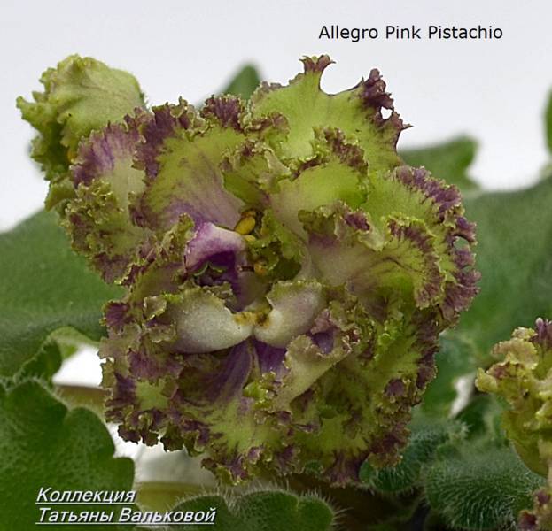  Allegro Pink Pistachio 