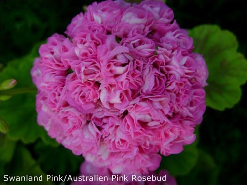  Swanland Pink( Australien Pink Rosebud) 