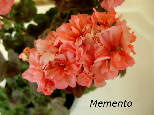  Memento 