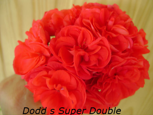  Dodd's Super Double 