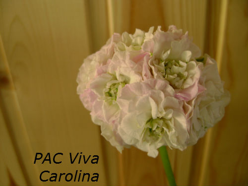  PAC Viva Carolina 