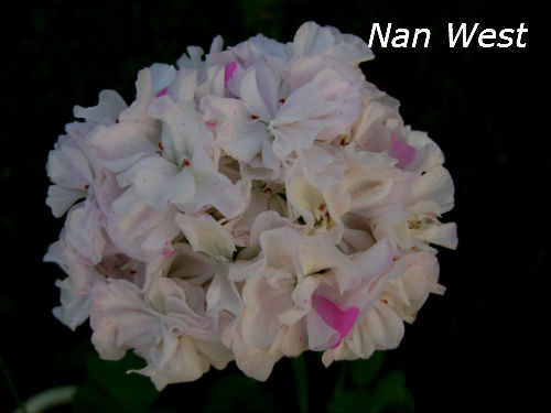  Nan West 