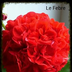  Le Febre 