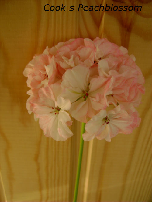  Cook's Peach Blossom 