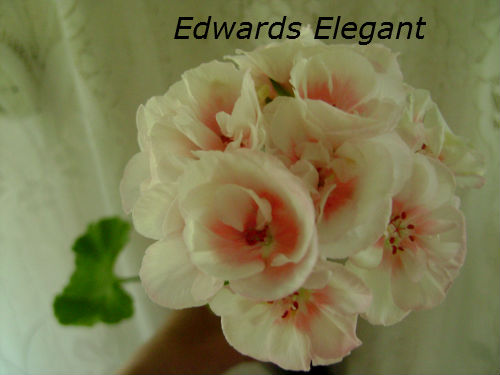  Edwards Elegant 