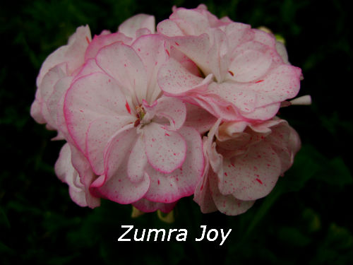  Zumra Joy 