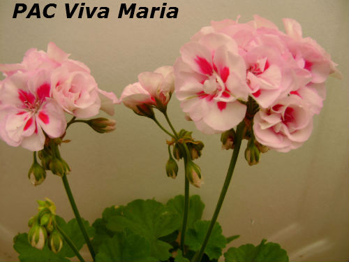  PAC Viva Maria 