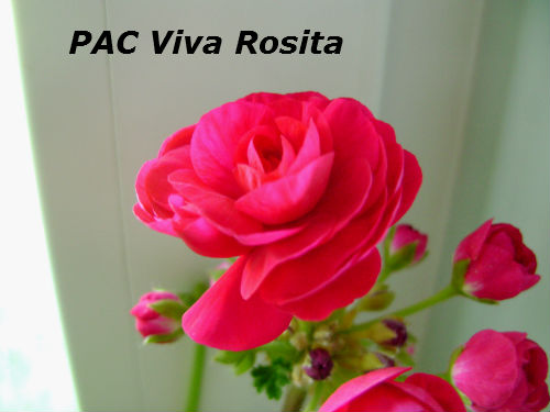  PAC Viva Rosita 