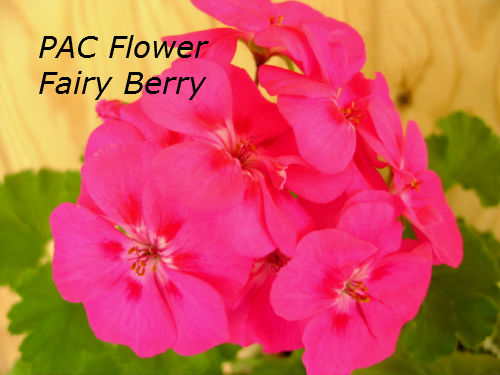  PAC Flower Fairy Berry 