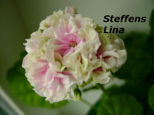  Steffens Lina 