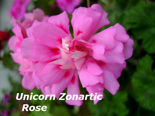  Unicorn Zonartic Rose 