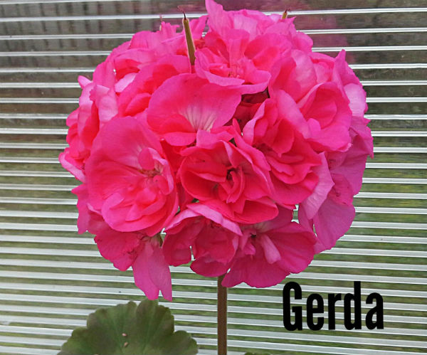  Gerda 