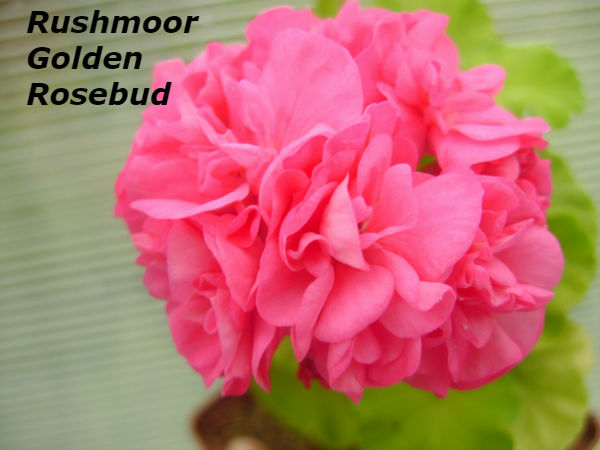  Rushmoor Golden Rosebud 