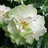 Фиалка Spring Rose