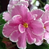 Фиалка Pink Amiss