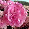 Фиалка Rebel's Rose Bud