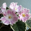 Фиалка Pink Sensation
