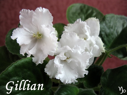  Gillian 