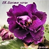 Фиалка ЕК-Богиня Ночи