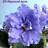 Фиалка ЕК-Морской Волк