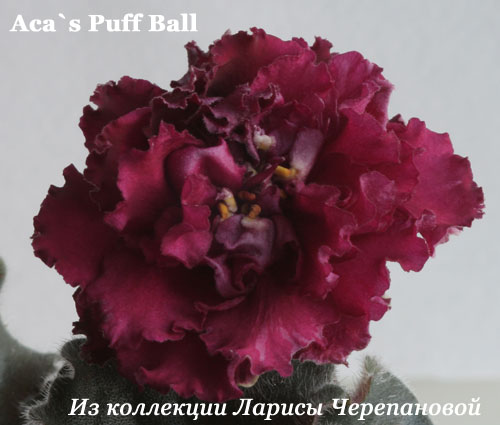 Фиалка Aca's Puff Ball 