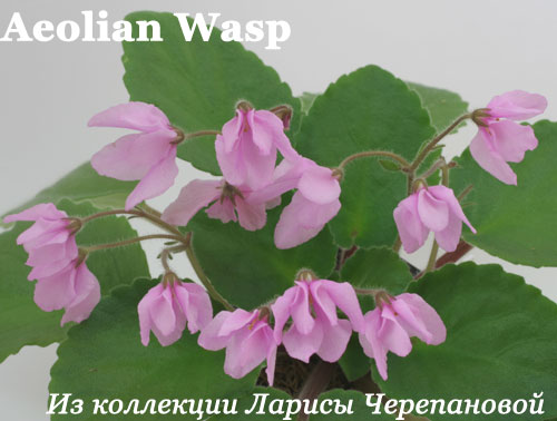  Aeolian Wasp 