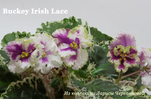  Buckeye Irish Lace 