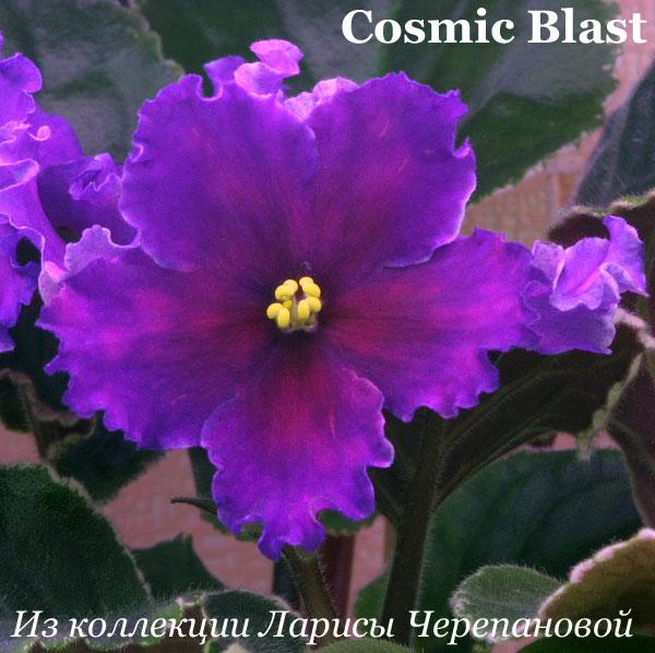  Cosmic Blast 