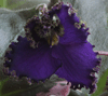 Deadly Sting