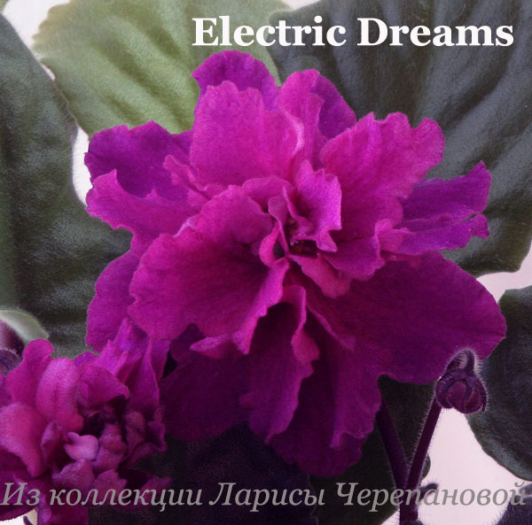  Electric Dreams 