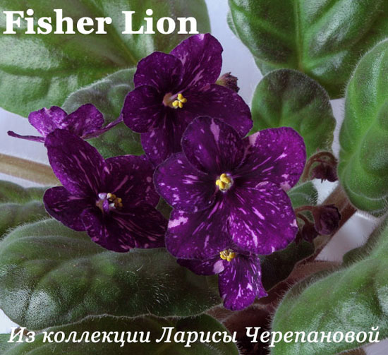 Фиалка Fisher Lion 