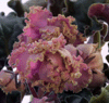 Island Rose