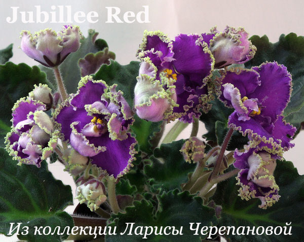  Jubillee Red 