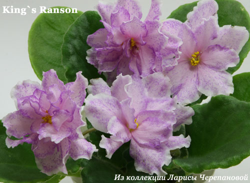  King's Ransom 