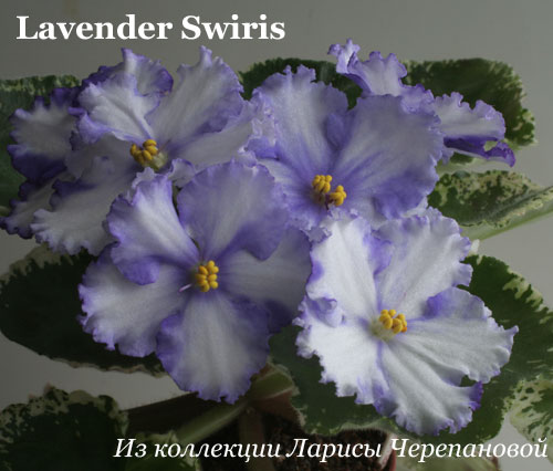 Фиалка Lavender Swiris 