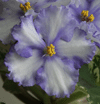 Фиалка Lavender Swiris
