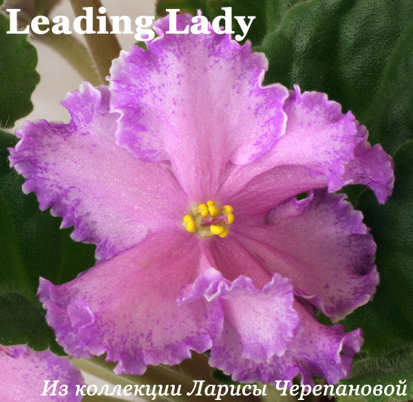 Фиалка Leading Lady 