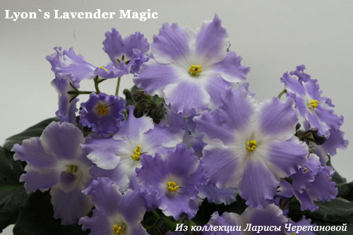  Lyon's Lavender Magic 
