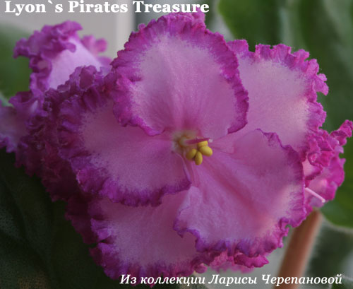  Lyon's Pirates Treasure 