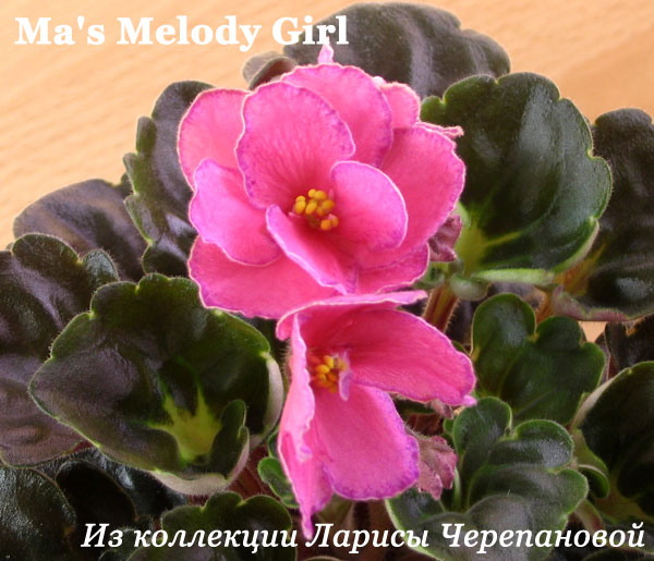  Ma's Melody Girl 