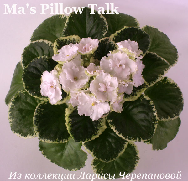 Фиалка Ma's Pillow Talk 