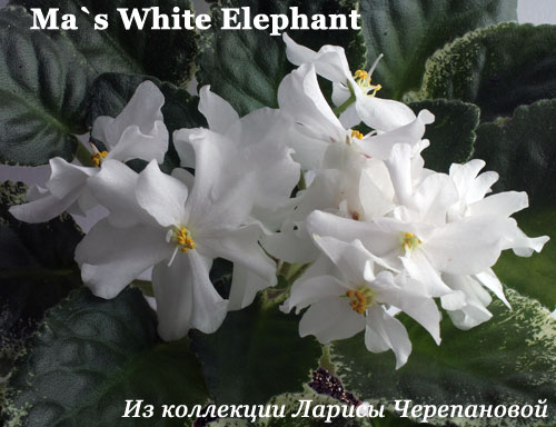  Ma's White Elephant 